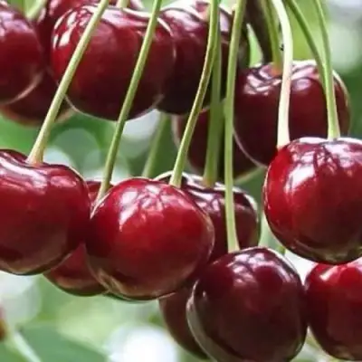 Вишня УЙФЕХЕРТОЙ ФЮРТОШ в Борисове