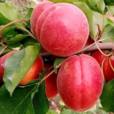 Абрикос РУБИСТА в Борисове