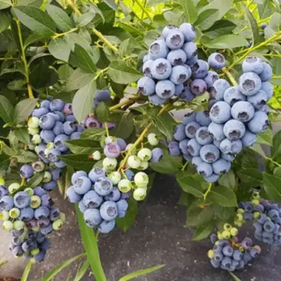 Голубика ОСОРНО в Борисове