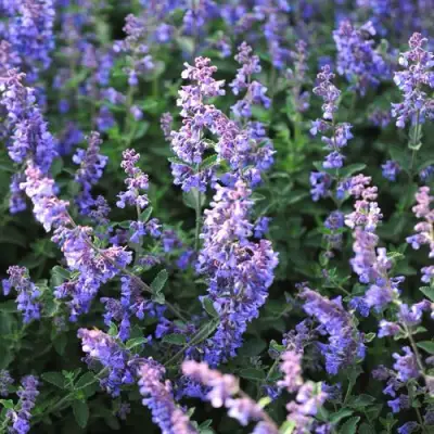 Котовник СИКС ХИЛЛС ГИАНТ в Борисове