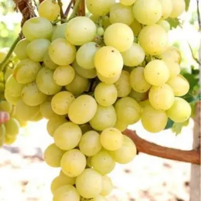 Виноград ТАЛИСМАН в Борисове
