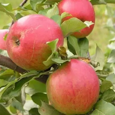 Яблоня АУКСИС в Борисове