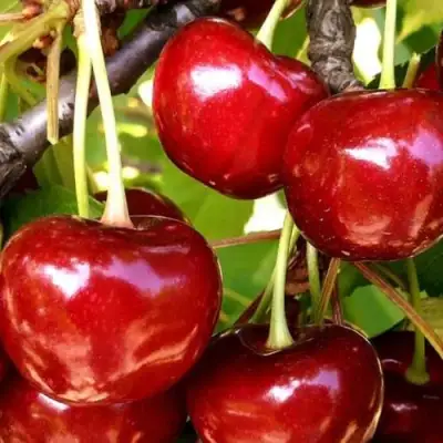 Черешня МИНЧАНКА в Борисове