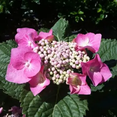 Гортензия БЛАУМАЙС (БЛАУМАЙЗЕ) крупнолистная в Борисове