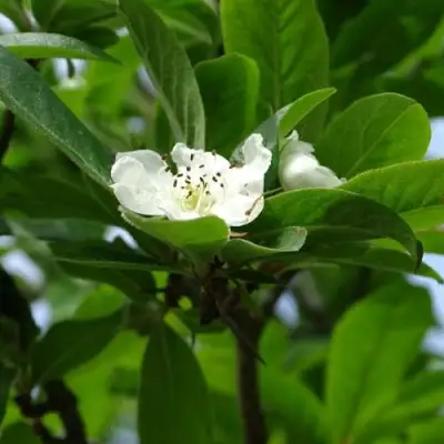 МУШМУЛА  в Борисове