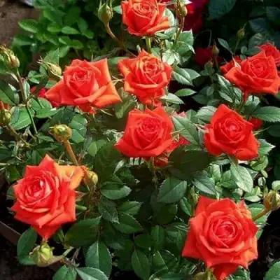 Роза ОРАНЖ ДЖЕВЕЛ миниатюрная в Борисове