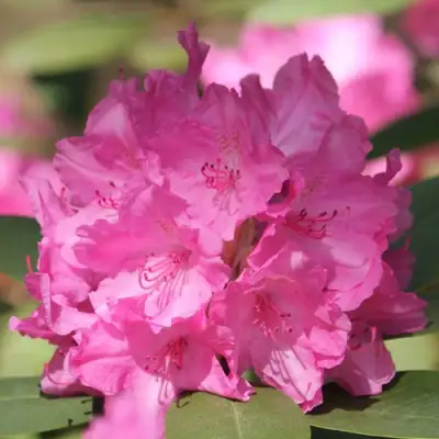 Рододендрон ЛУМИНА в Борисове