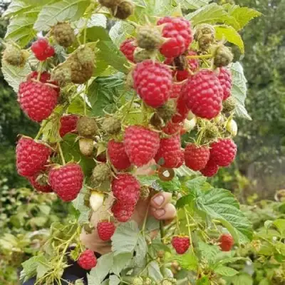 Малина ТАДМОР в Борисове