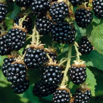 Ежевика БЛЭК САТИН бесшипная  в Борисове