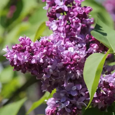 Сирень ИЗОБИЛИЕ в Борисове