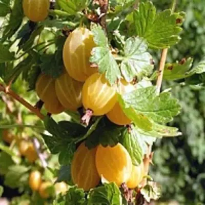 Крыжовник КУРШУ ДЗИНТАРС  в Борисове