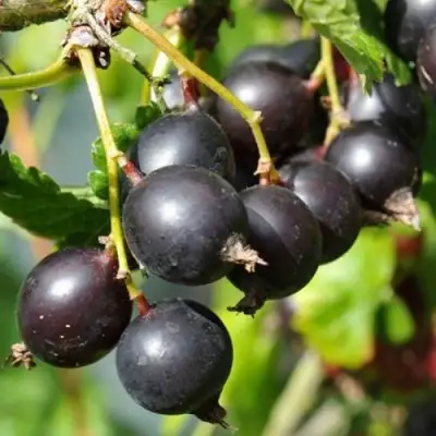 ЙОШТА в Борисове