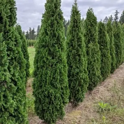 Туя ДЕГРУТ СПАЙР западная в Борисове