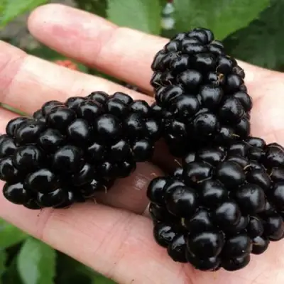 Ежевика ПОЛАР бесшипная  в Борисове