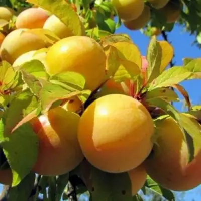 Слива МЕДОВАЯ ЖЁЛТАЯ в Борисове