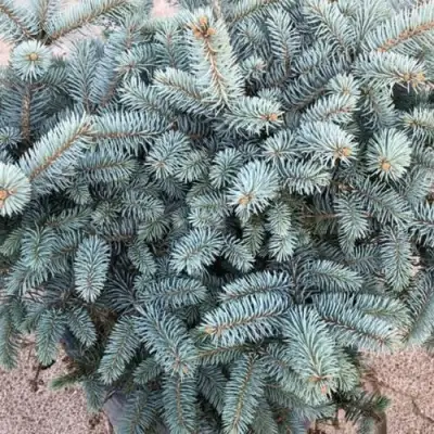 Ель ГЛАУКА колючая в Борисове