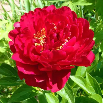 Пион ХРАБРЫЙ ВОИН травянистый в Борисове
