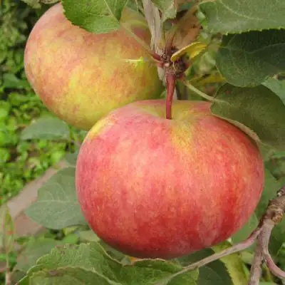 Яблоня ПЕРВОУРАЛЬСКОЕ в Борисове