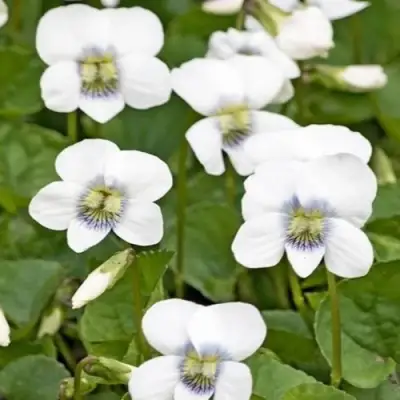 Фиалка АЛЬБИФЛОРА сестринская в Борисове