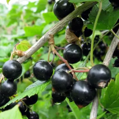 Смородина чёрная ЧЁРНЫЙ АИСТ в Борисове