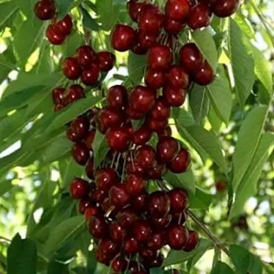 Черешня ХЕЛЕНА колоновидная в Борисове