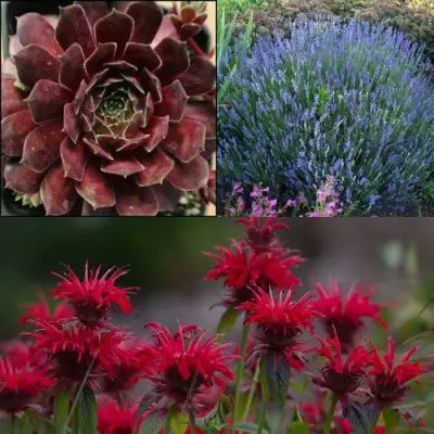 Комплект ФИОЛЕТОВОЕ ВДОХНОВЕНИЕ в Борисове