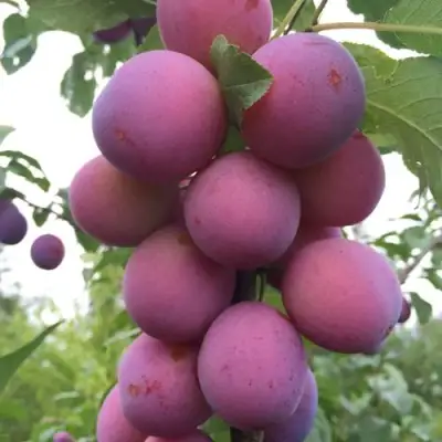 Слива ИМПЕРИАЛ колонновидная в Борисове