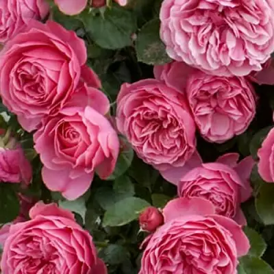 Роза ЛЕОНАРДО ДА ВИНЧИ флорибунда в Борисове