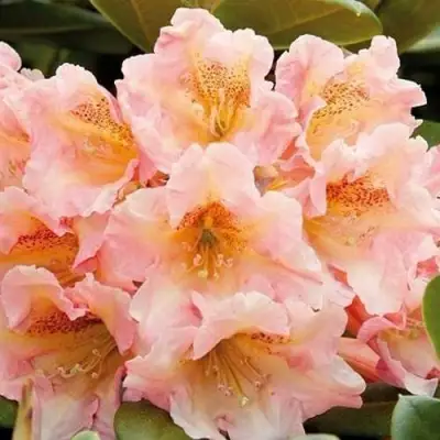 Рододендрон ФЛАУТАНДО в Борисове