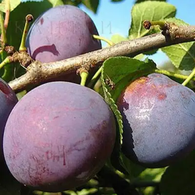 Слива СТАРТОВАЯ в Борисове