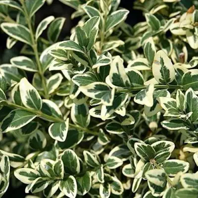 Бирючина ВАРИЕГАТУМ овальнолистная в Борисове