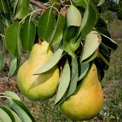 Груша ДЮШЕС ЛЕТНИЙ в Борисове