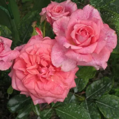 Роза ПЬЕР КАРДЕН чайно-гибридная в Борисове