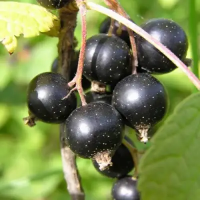 Смородина чёрная ПАМЯТЬ ВАВИЛОВА в Борисове