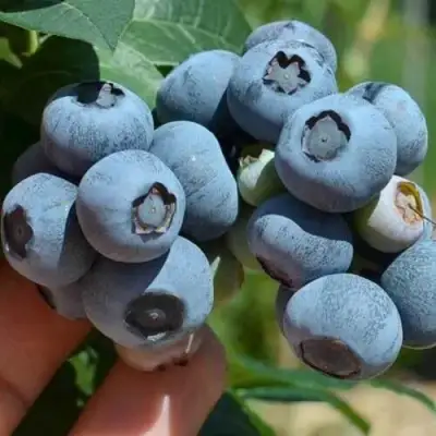 Голубика СИЕРРА в Борисове