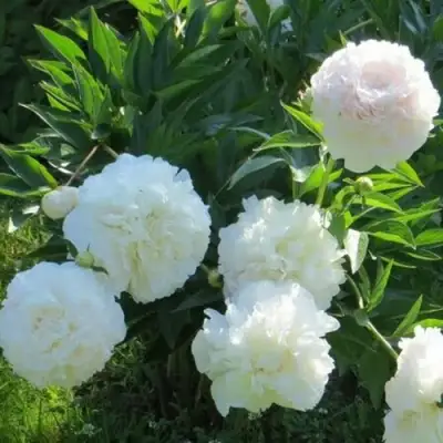 Пион МУН ОВЕР БАРРИНГТОН травянистый в Борисове