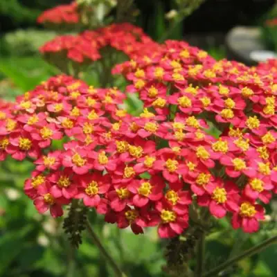 Тысячелистник ПАПРИКА обыкновенный в Борисове