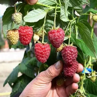 Малина ПОЛЕСЬЕ в Борисове