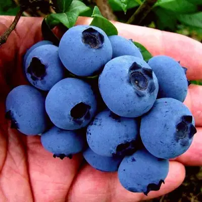 Голубика РЕКА в Борисове