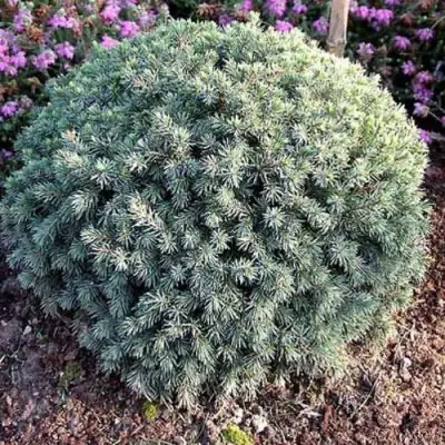 Ель ЭХИНИФОРМИС сизая в Борисове