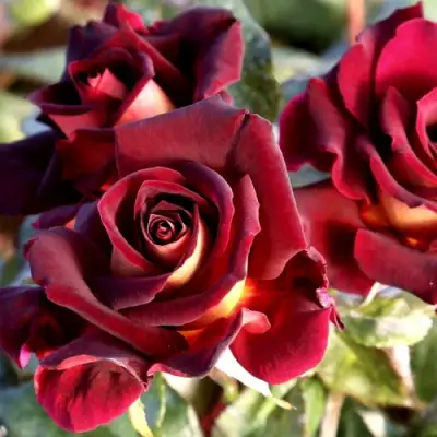 Роза ЭДДИ МИТЧЕЛЛ чайно-гибридная в Борисове