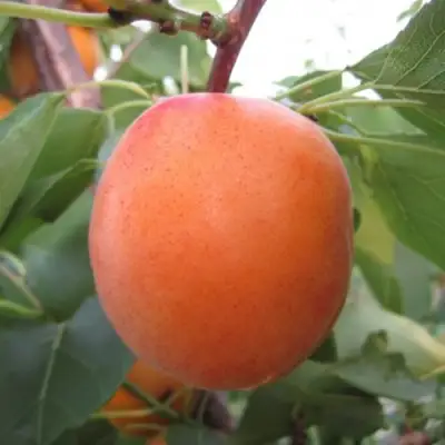 Абрикос ГОЛД РИЧ в Борисове
