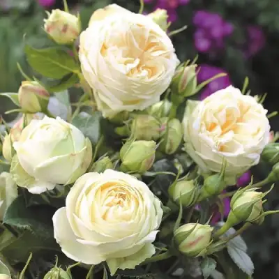 Роза ВЕНДИНГ ПИАНО чайно-гибридная в Борисове