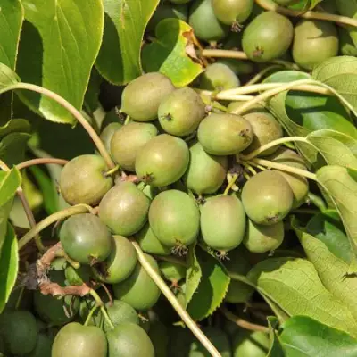 Актинидия ДЖИРАЛЬДИ в Борисове