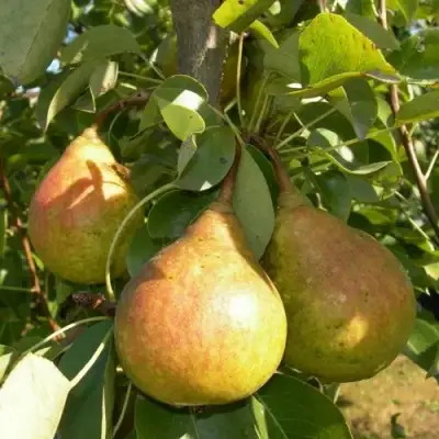 Груша ЛАДА в Борисове