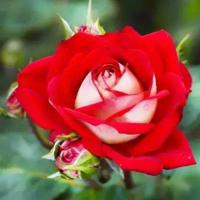 Роза АЛЬЯНС чайно-гибридная в Борисове