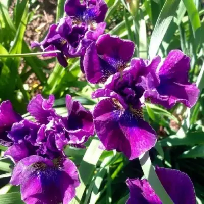 Ирис БАНДЛ ОВ ДЖОЙ сибирский в Борисове