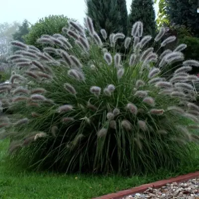 Пеннисетум ЛЕДИ Ю в Борисове