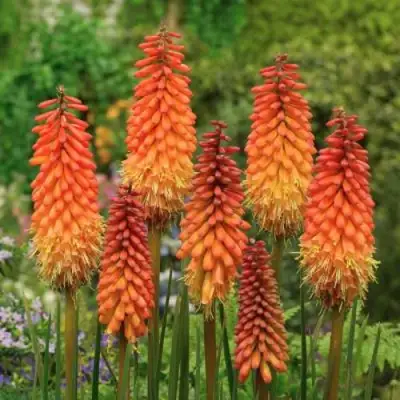 Книфофия АЛЬКАЗАР гибридная в Борисове