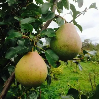 Груша ЛИРА в Борисове